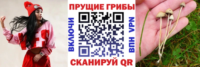 Галлюциногенные грибы Psilocybine cubensis  Липки 